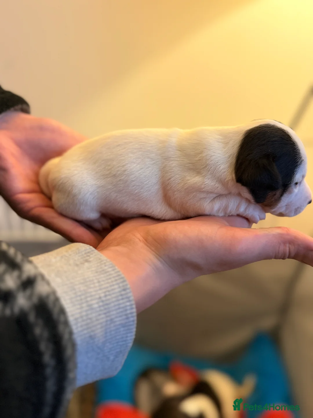 Jack Russell dogs for sale: Jack Russell Pups - Advert 11