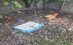 Chickens poultry for sale: Female chickens and male chickens - Image 7