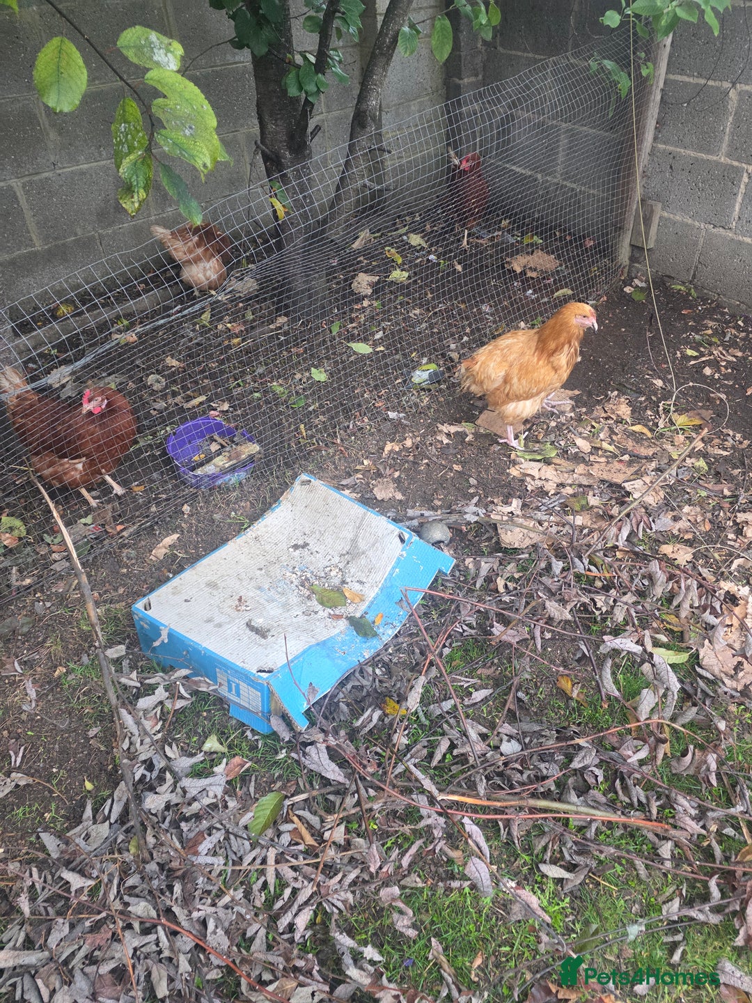 Chickens poultry for sale: Female chickens and male chickens - Image 7