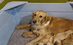Golden Retriever dogs for sale: Gorgeous Golden Retriever Pups - Fox red  - Image 3