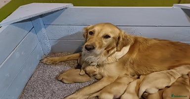 Golden Retriever dogs - Advert 9