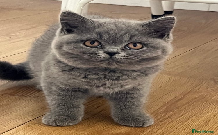 British Shorthair cats - Advert 6