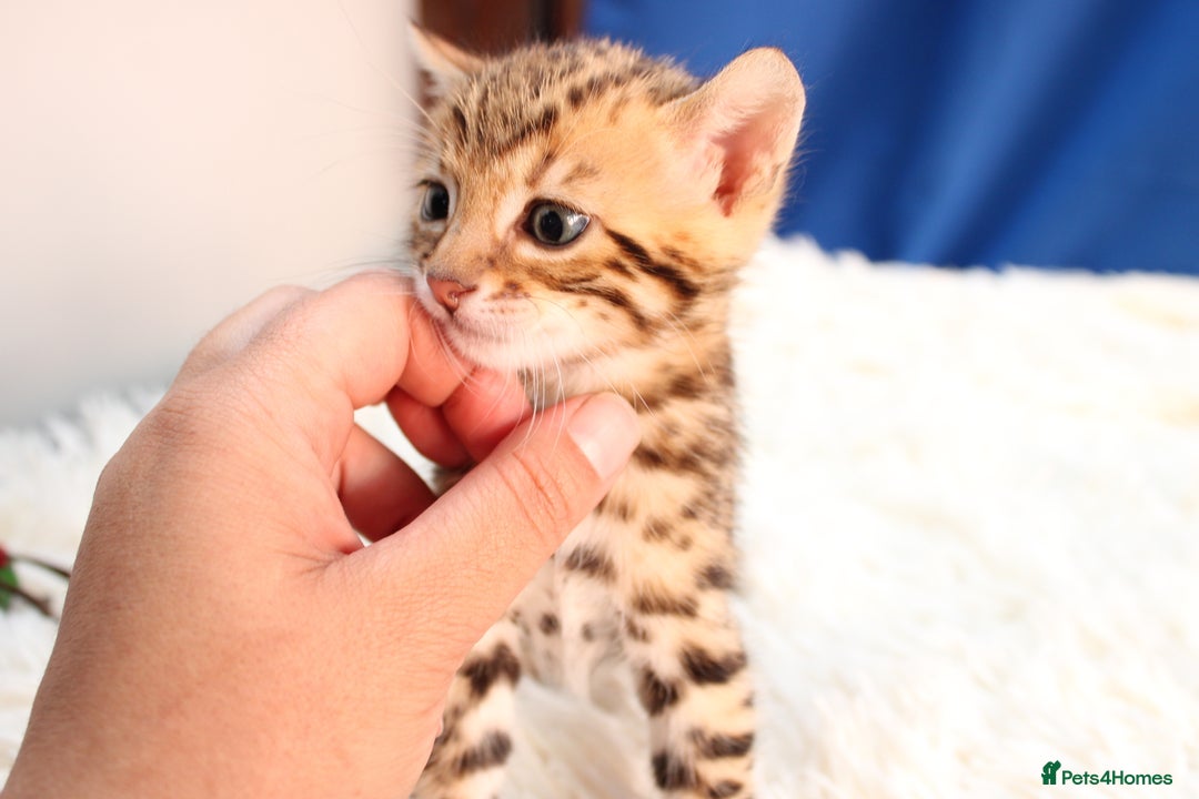 Bengal cats for sale: 🔥Absolute stunning Bengals for reservation🔥 - Image 13
