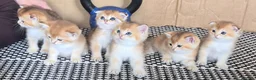 Scottish Fold cats for sale: Adorable Scottish kittens - Advert 1