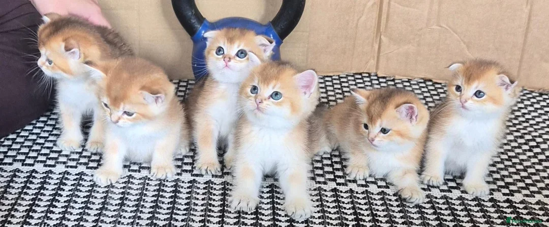 Scottish Fold cats for sale: Adorable Scottish kittens - Advert 1