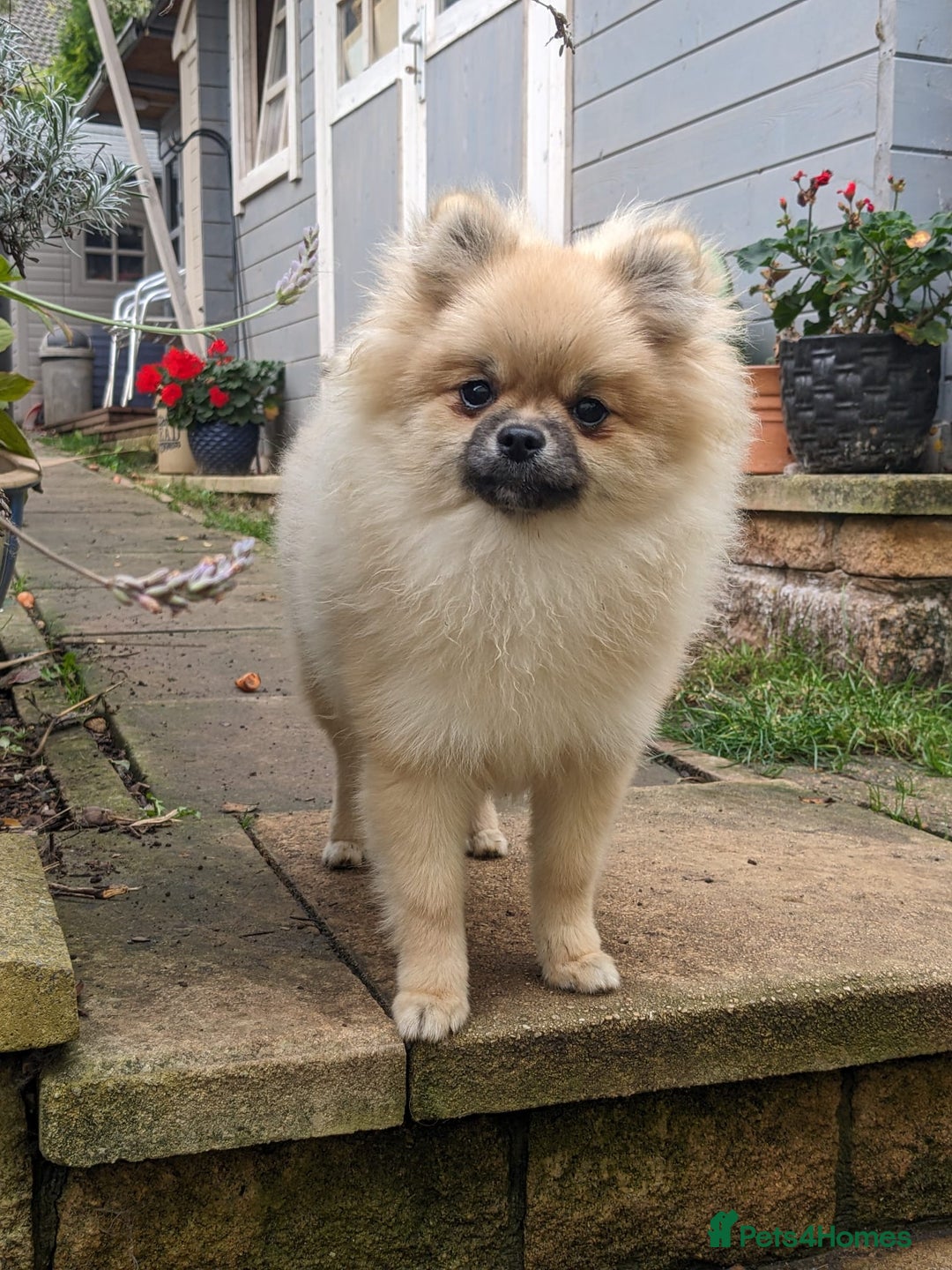 Pomeranian dogs for sale: Pom puppys with Kc reg , pedigree for sale - Image 16