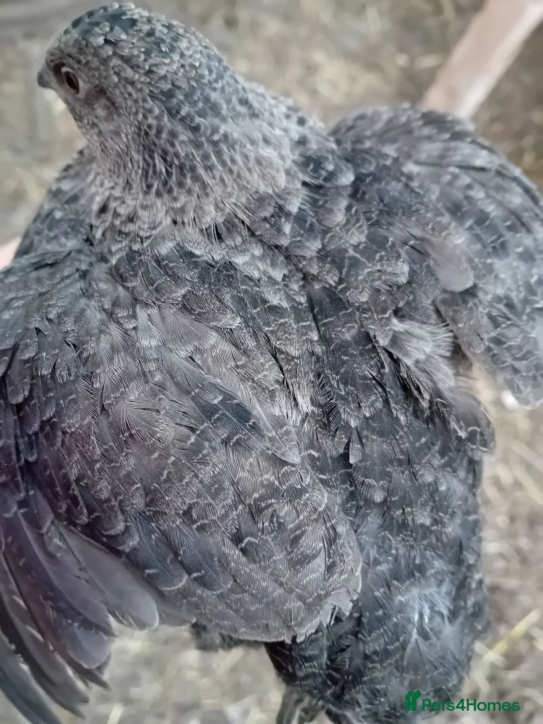 Quail poultry for sale: Point-of-Lay Coturnix Quail Hens - Advert 11