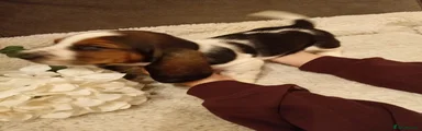 Basset Hound 4
