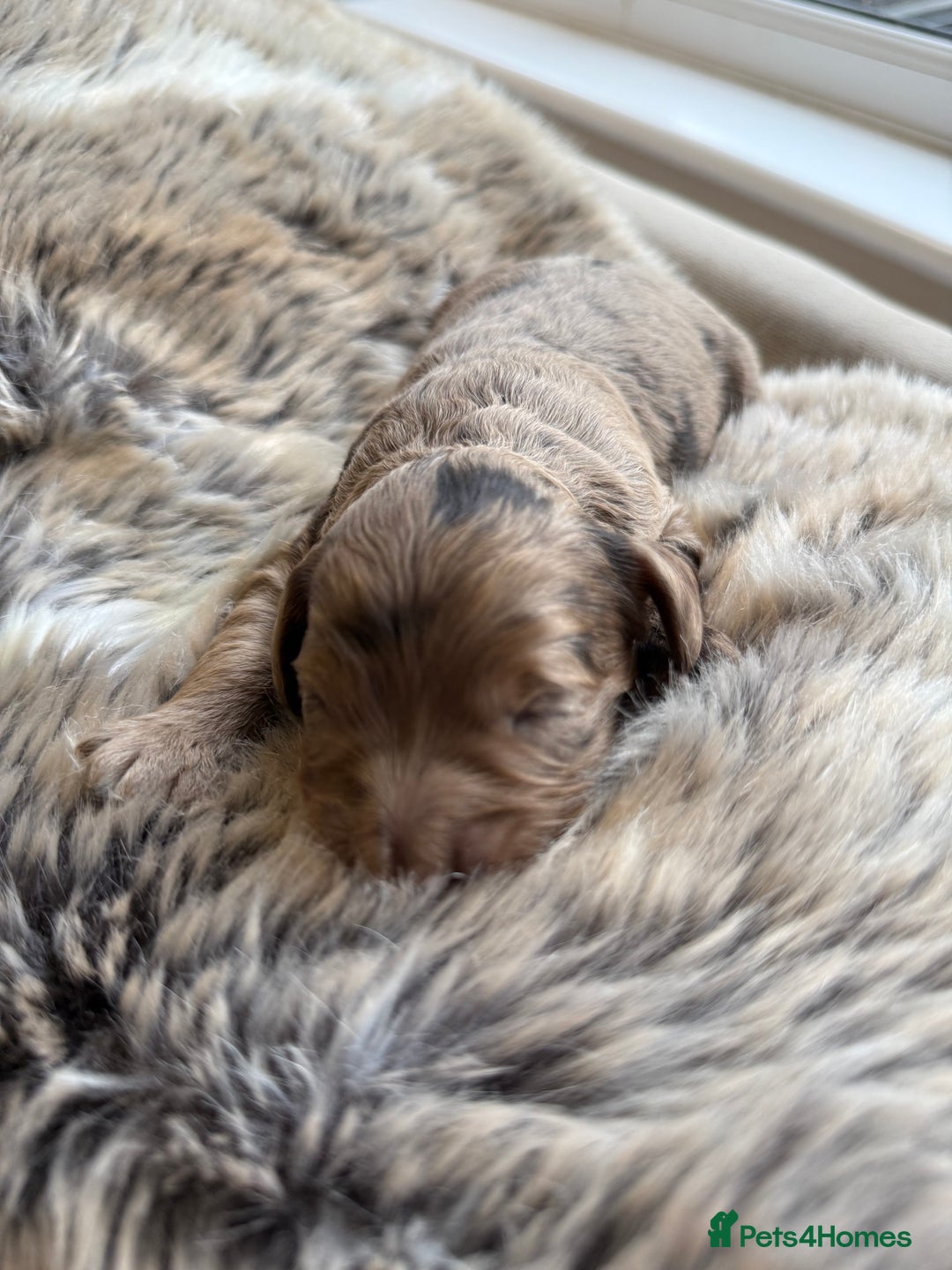 Cockapoo dogs for sale: Merle F1B Cockapoo Puppies - Image 3