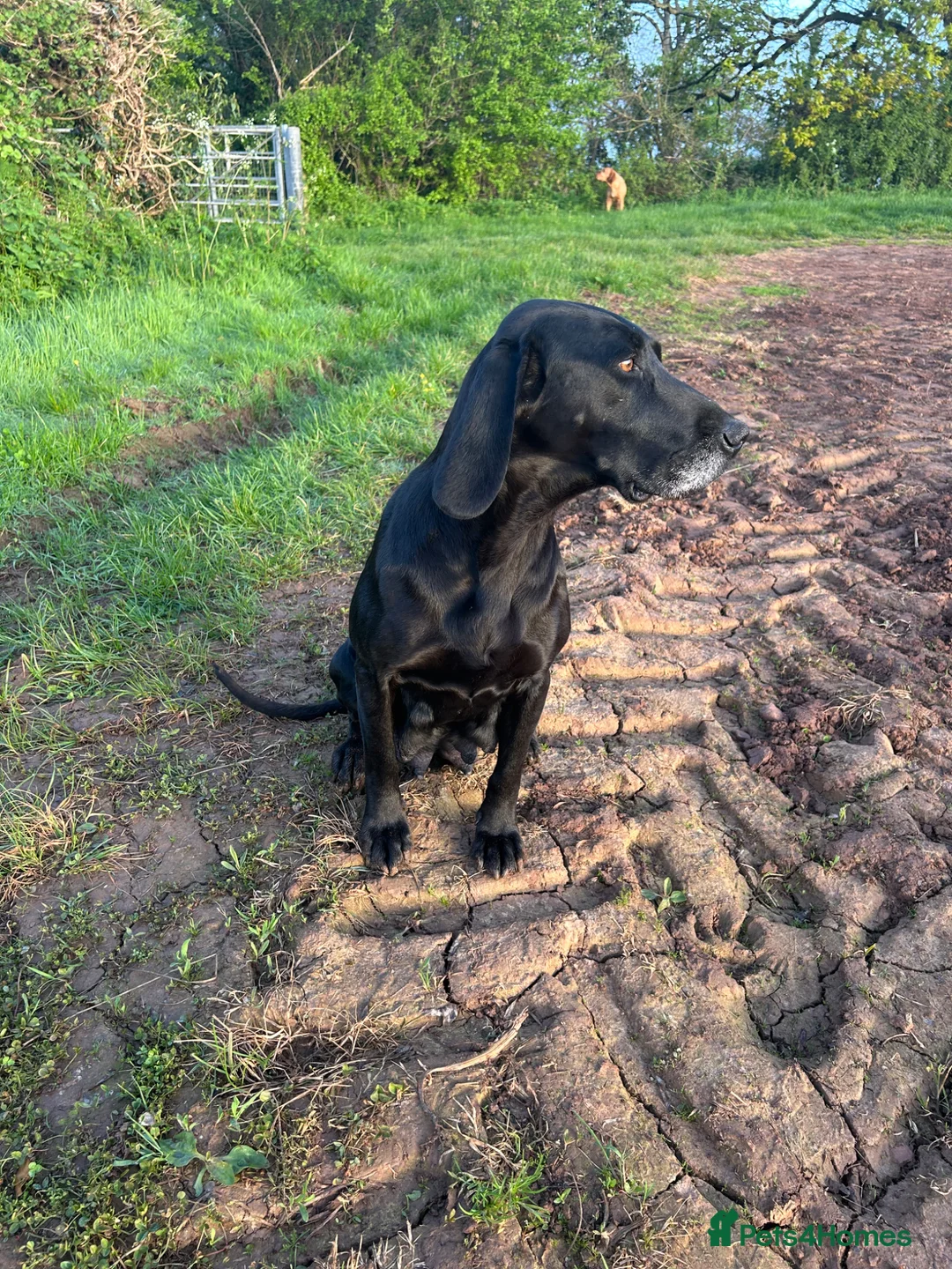 Mixed Breed dogs for sale: Pointer X Pups in Bridgwater - Advert 1
