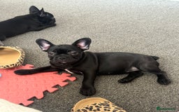 French Bulldog dogs for sale:  Adorable Frenchies Puppies Ready for them home - Image 5