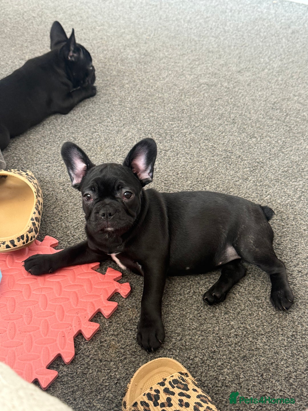 French Bulldog dogs for sale:  Adorable Frenchies Puppies Ready for them home - Image 5