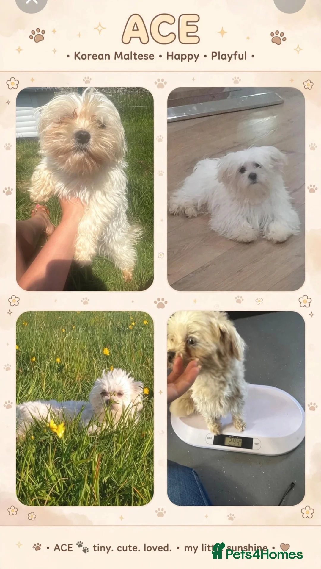 Maltipoo dogs for sale: Beautiful litter of red pups small cuteness❤️ - Advert 26
