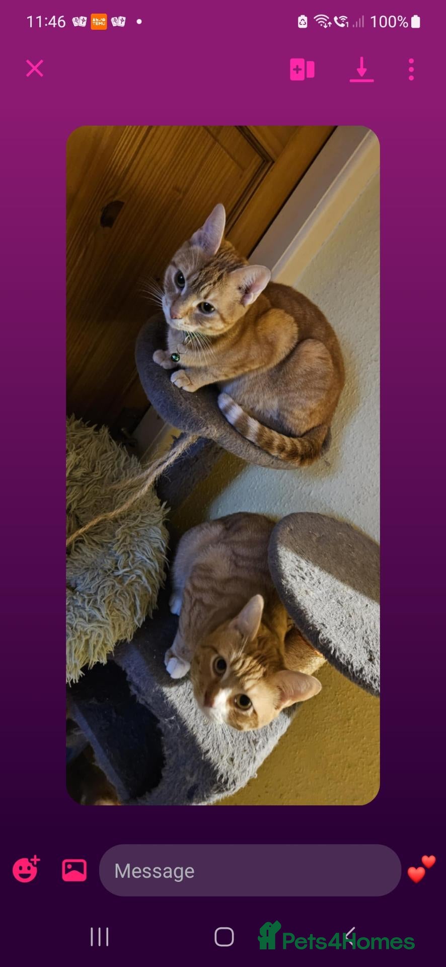British Shorthair cats Ginger British Shorthair kittens  - Advert 1