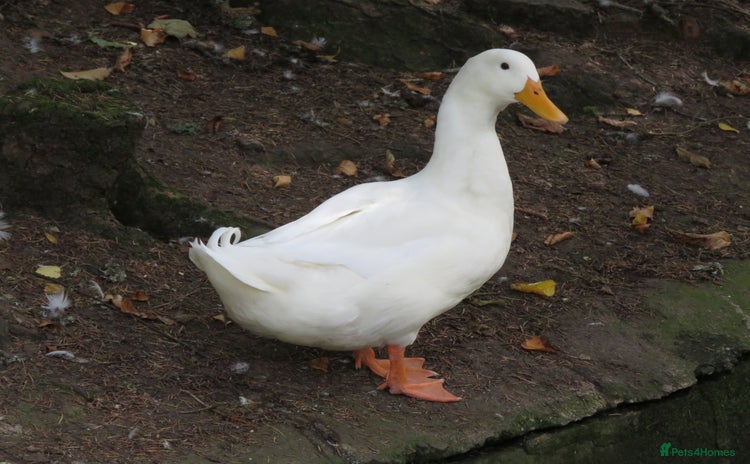 Ducks poultry - Advert 1