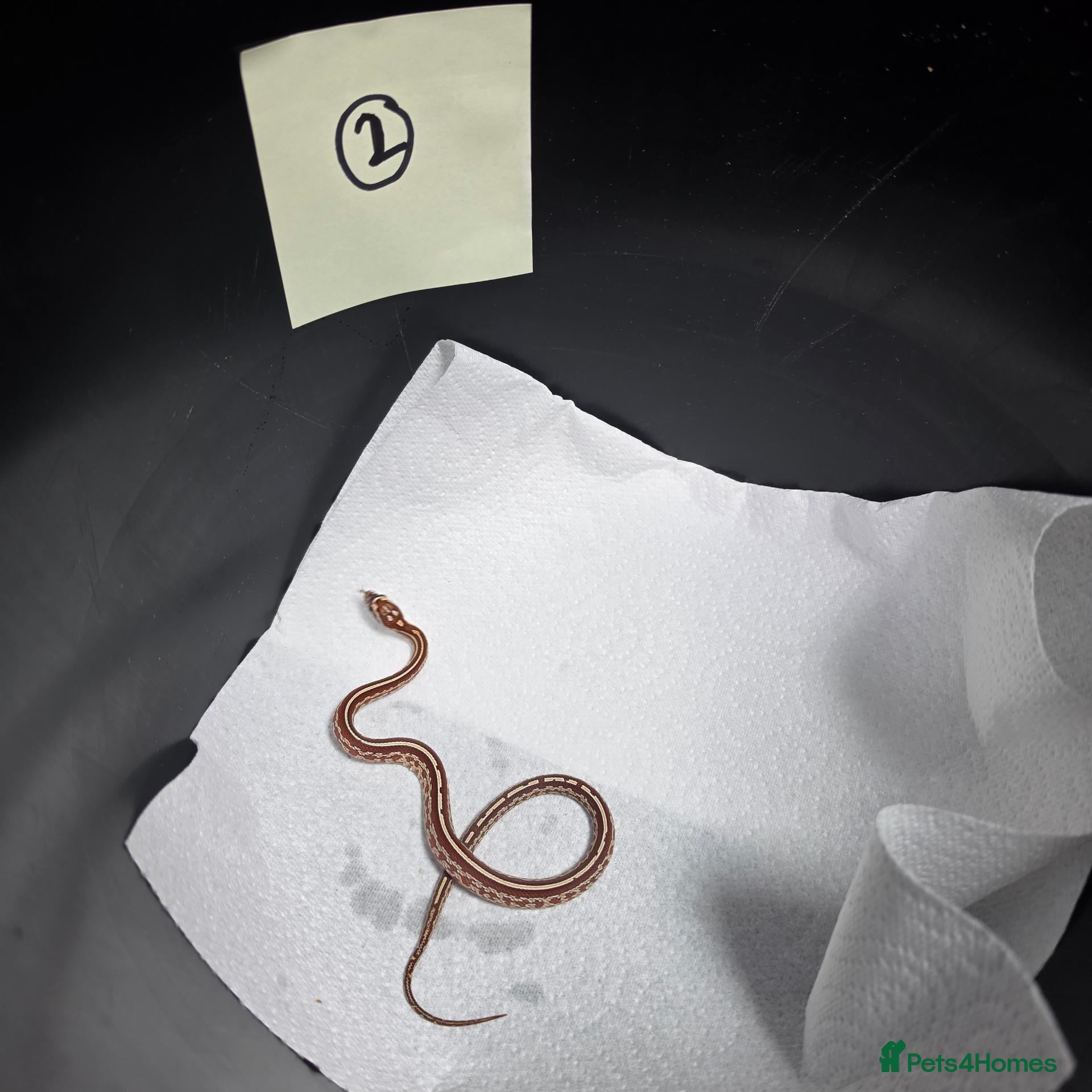 Corn Snake reptiles Various baby corn snakes unsexed x13 Bolton - Advert 2