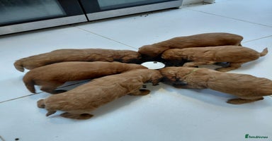 Cockapoo dogs - Advert 15