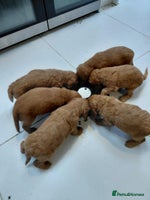 Cockapoo dogs - Advert 6