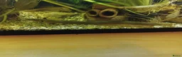 Other/Mixed Breed fish for sale: Mixed fish see description rehome urgently - Advert 3