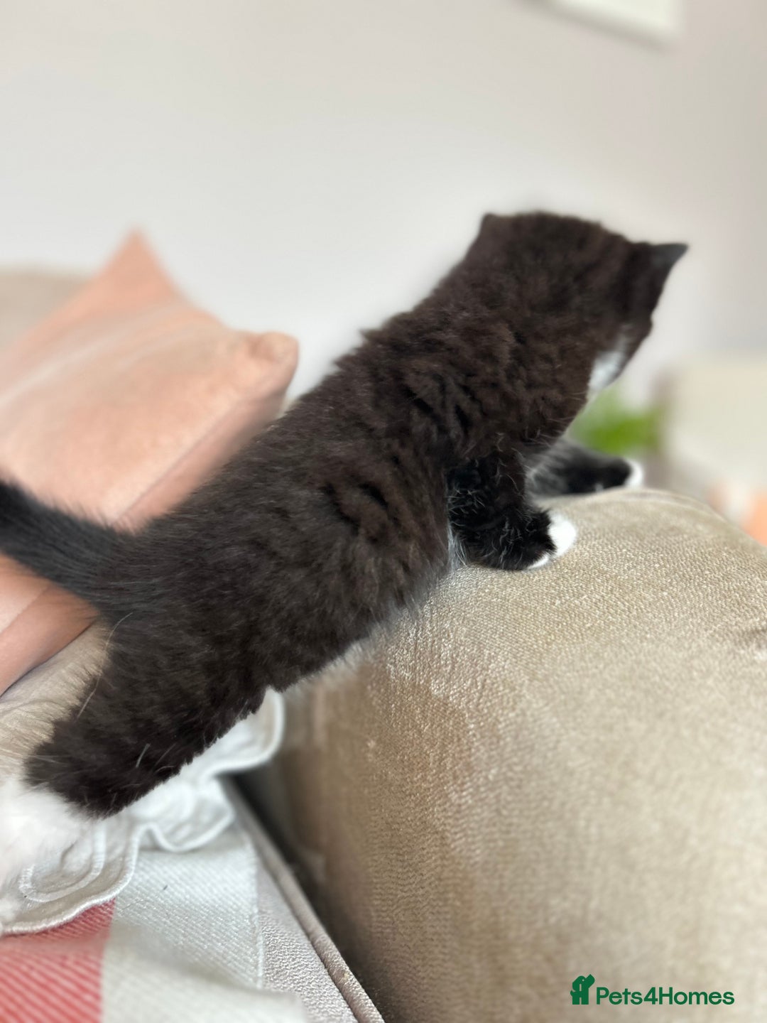 British Shorthair cats for sale: Gorgeous BSH kittens  - Image 5