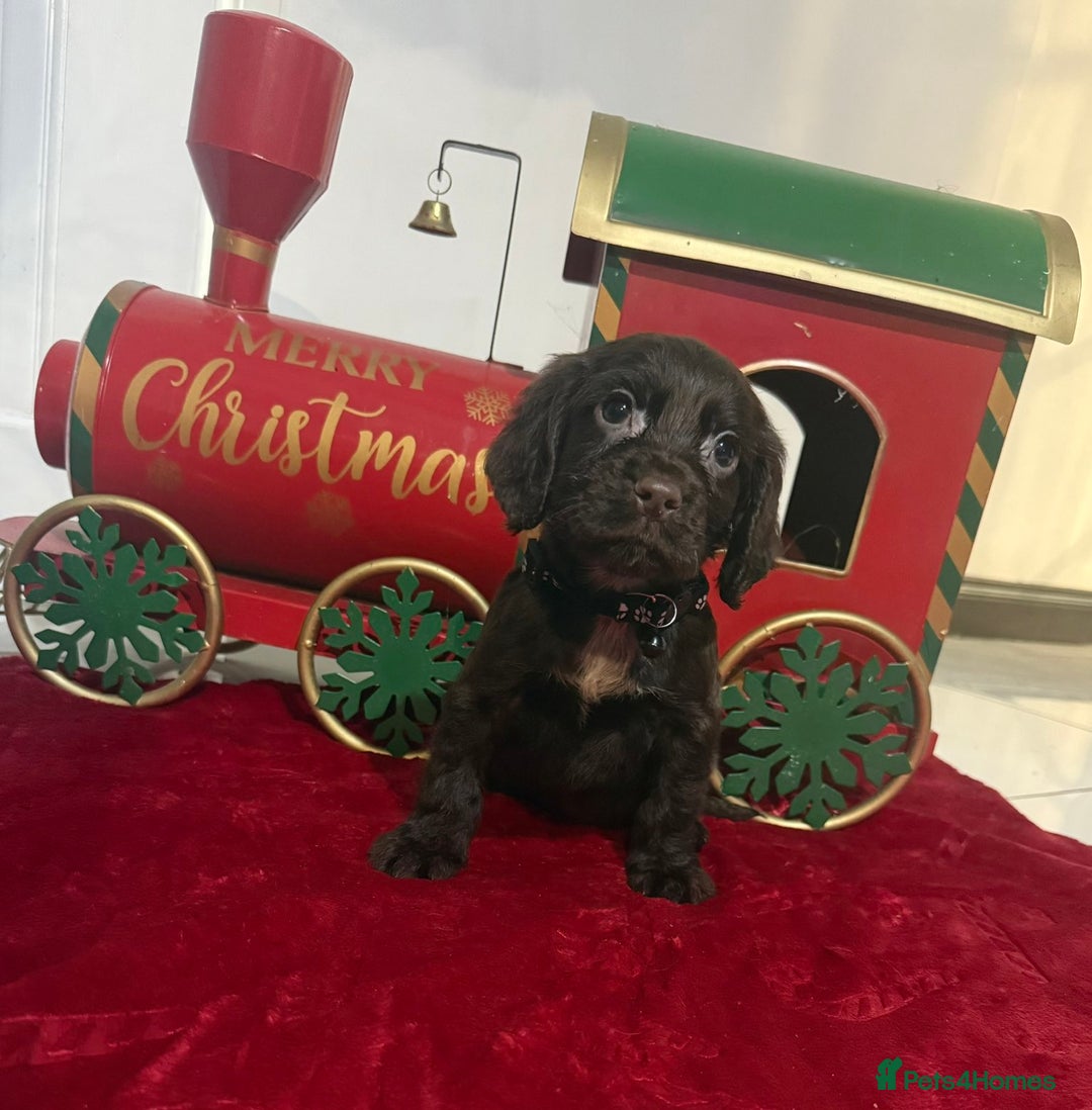 Cocker Spaniel dogs for sale: Working Cocker Spaniel Puppies - Advert 1