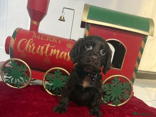 Cocker Spaniel dogs for sale: Working Cocker Spaniel Puppies - Advert 1