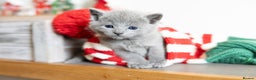 Russian Blue cats for sale: Pure Russian Blue Kittens, Silver Coat Green Eyes  - Advert 2