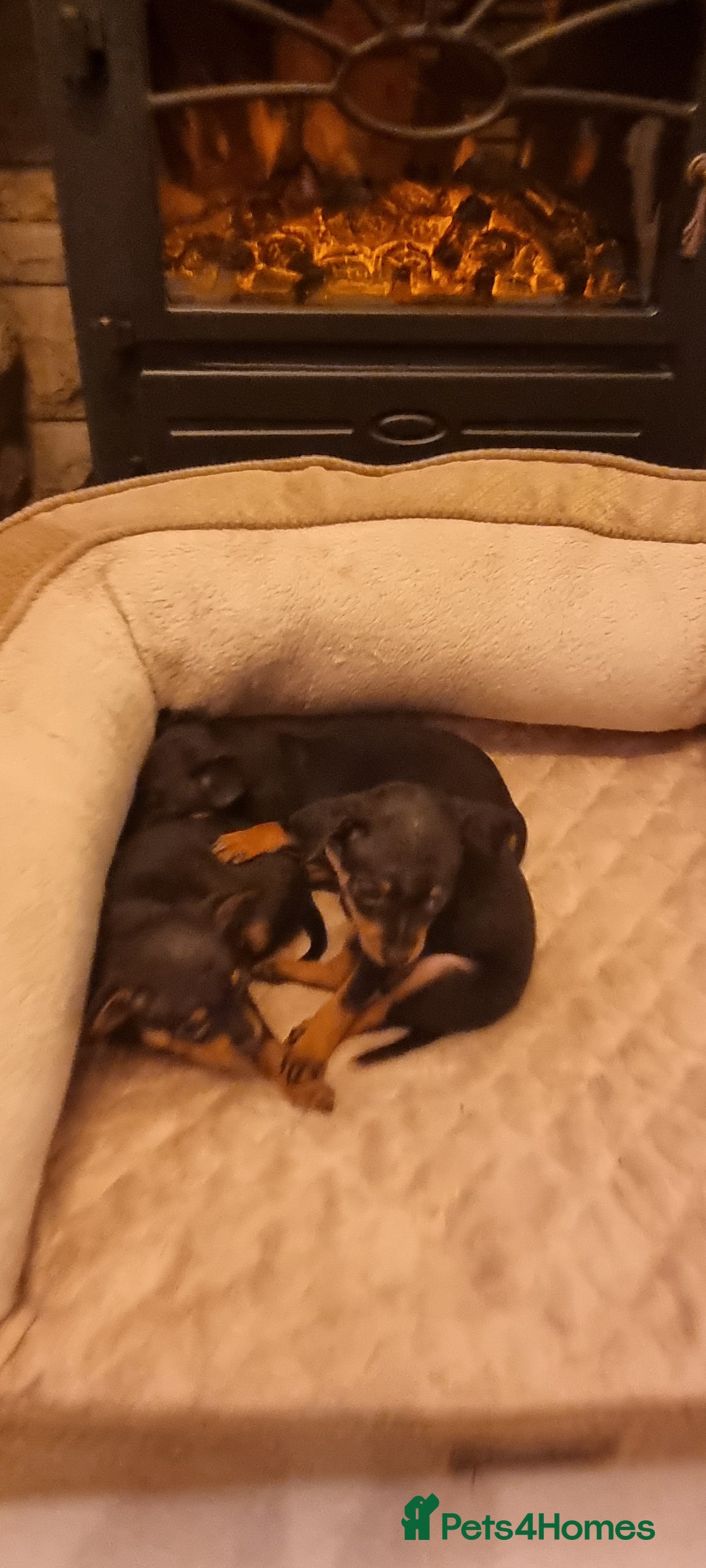 Miniature Pinscher dogs for sale: Pinscher miniatures  - Image 2