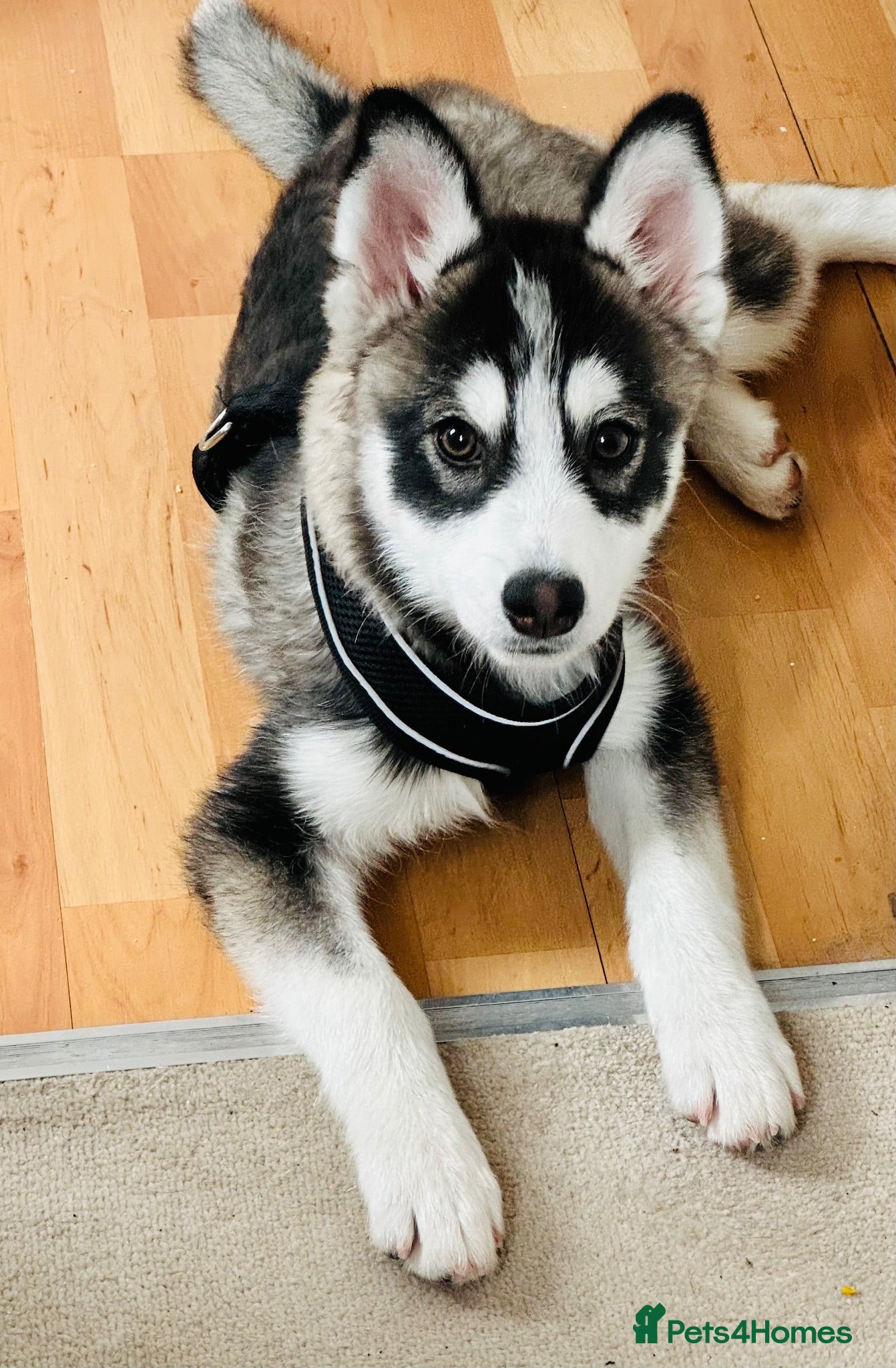 Pomsky dogs Price reduction Last boy F4 Pomsky  - Advert 11