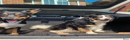 Sprollie dogs for sale: Springer x Collie looking for new home. in Northampton - Advert 10