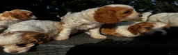 Cavapoo dogs for sale: Cavapoo’s extensively health tested rare colours  - Advert 24