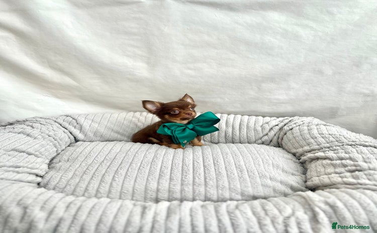 Chihuahua dogs - Advert 1