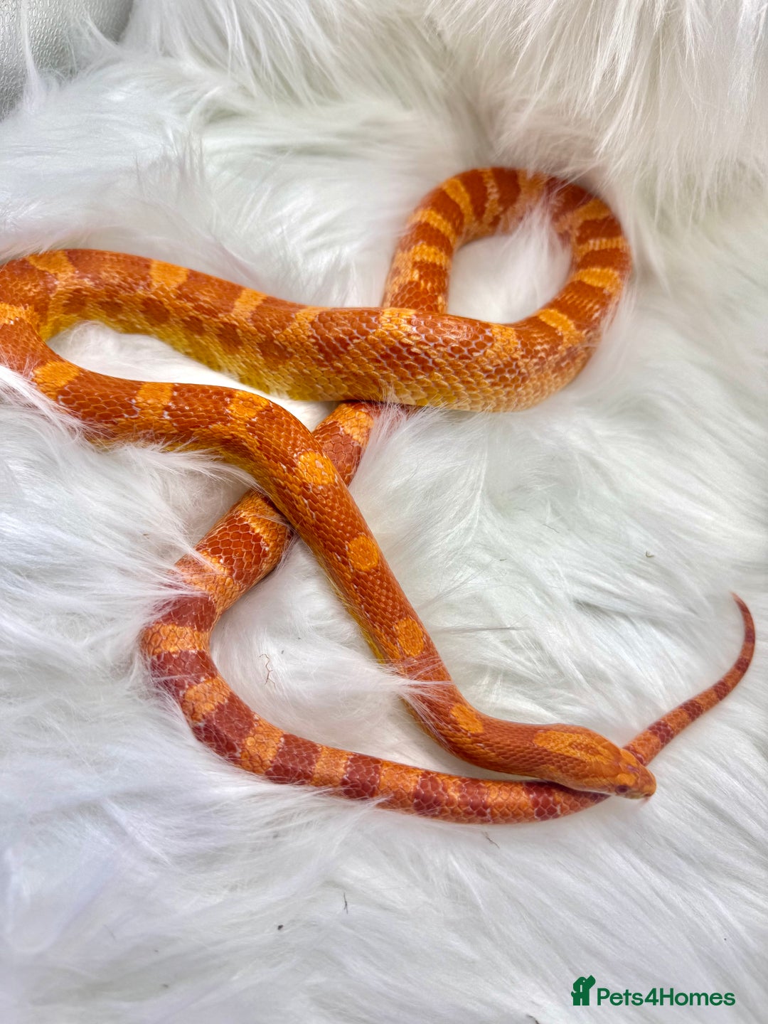 Python Snake reptiles for sale: Royal Ball Python & a Corn Snake - Advert 4