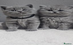 British Shorthair cats for sale: Show Quality Champions British Shorthair GCCF - Image 1