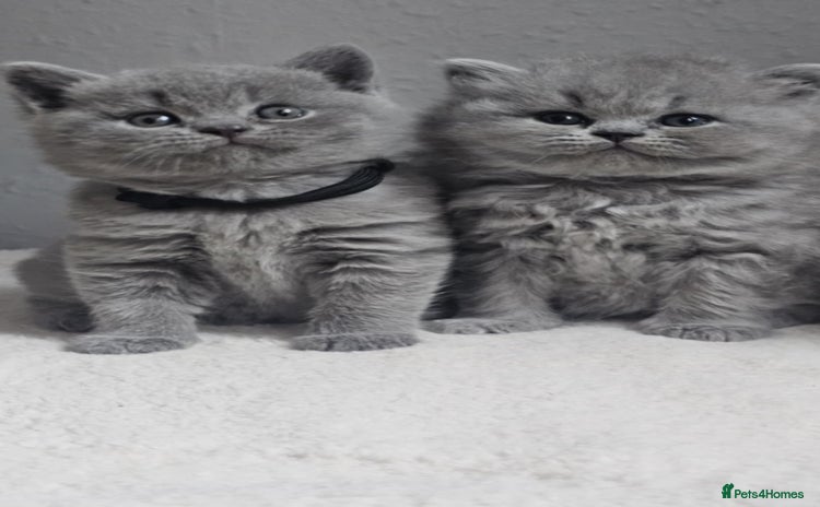 British Shorthair cats - Advert 4