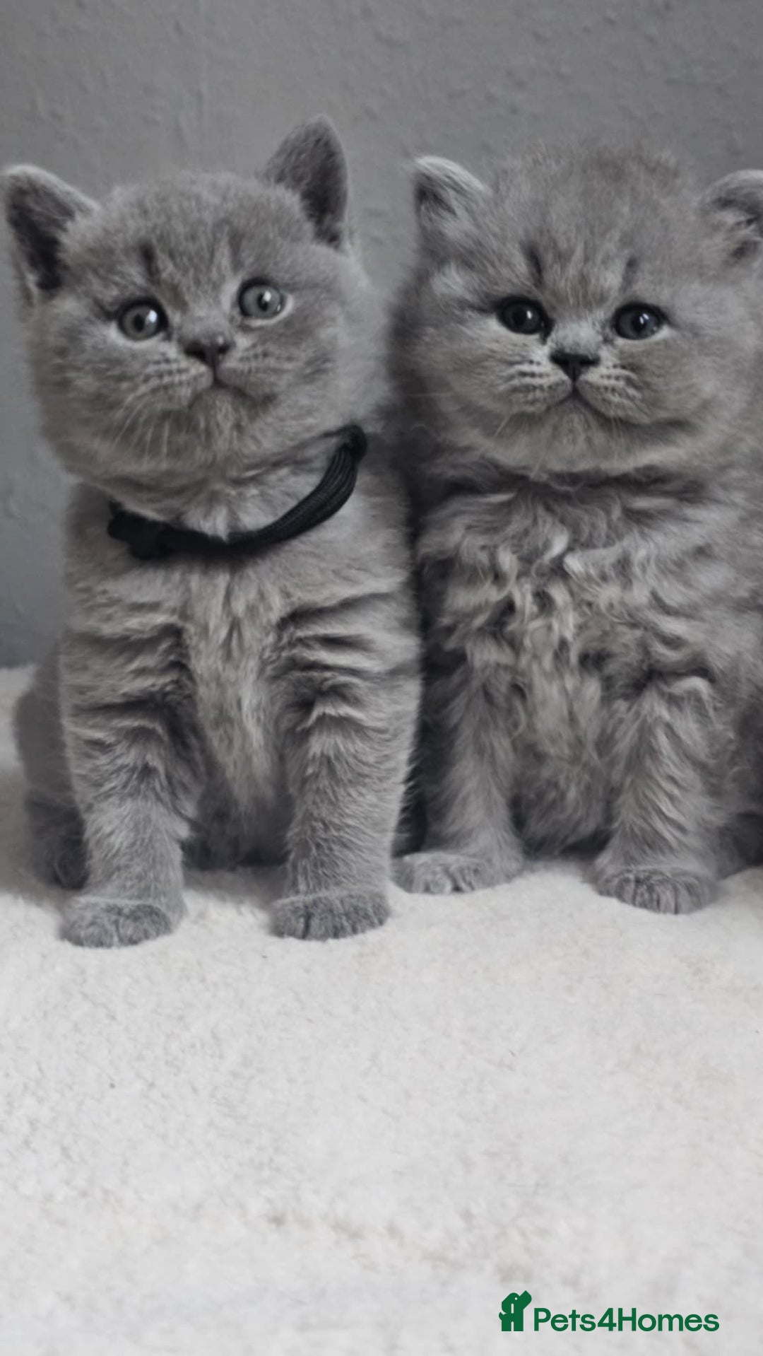 British Shorthair cats for sale: Show Quality Champions British Shorthair GCCF - Image 1