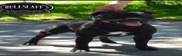 Staffordshire Bull Terrier dogs for sale: 🐾 KC  Staffordshire Bull Terrier Puppies in West Bromwich - Advert 4