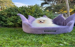 Pomeranian dogs for sale: SUPER TINY ICE WHITE POMERANIAN BOY - Image 34
