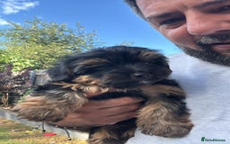 Yorkshire Terrier dogs for sale: Puppies for sale  - Image 7
