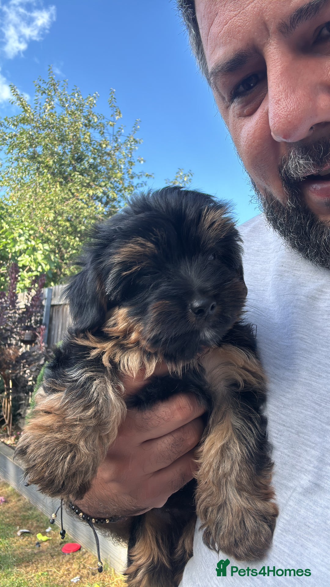 Yorkshire Terrier dogs for sale: Puppies for sale  - Image 7