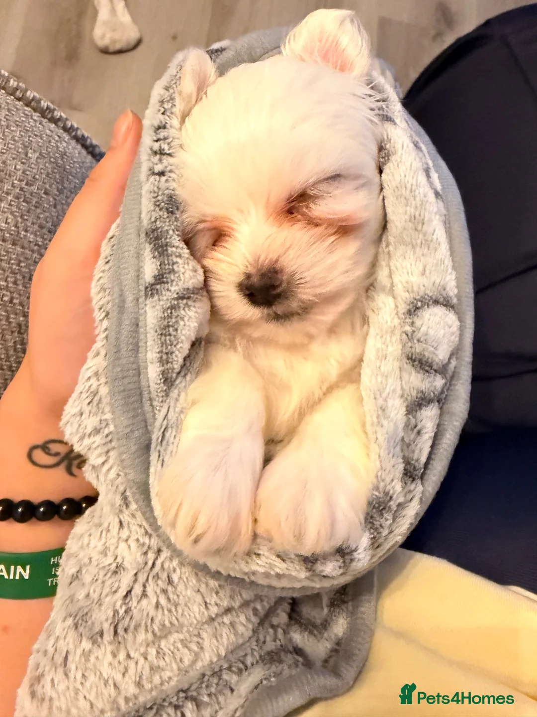 Mixed Breed dogs for sale: Puppy Looking for a Loving Forever Home🐾 - Advert 1