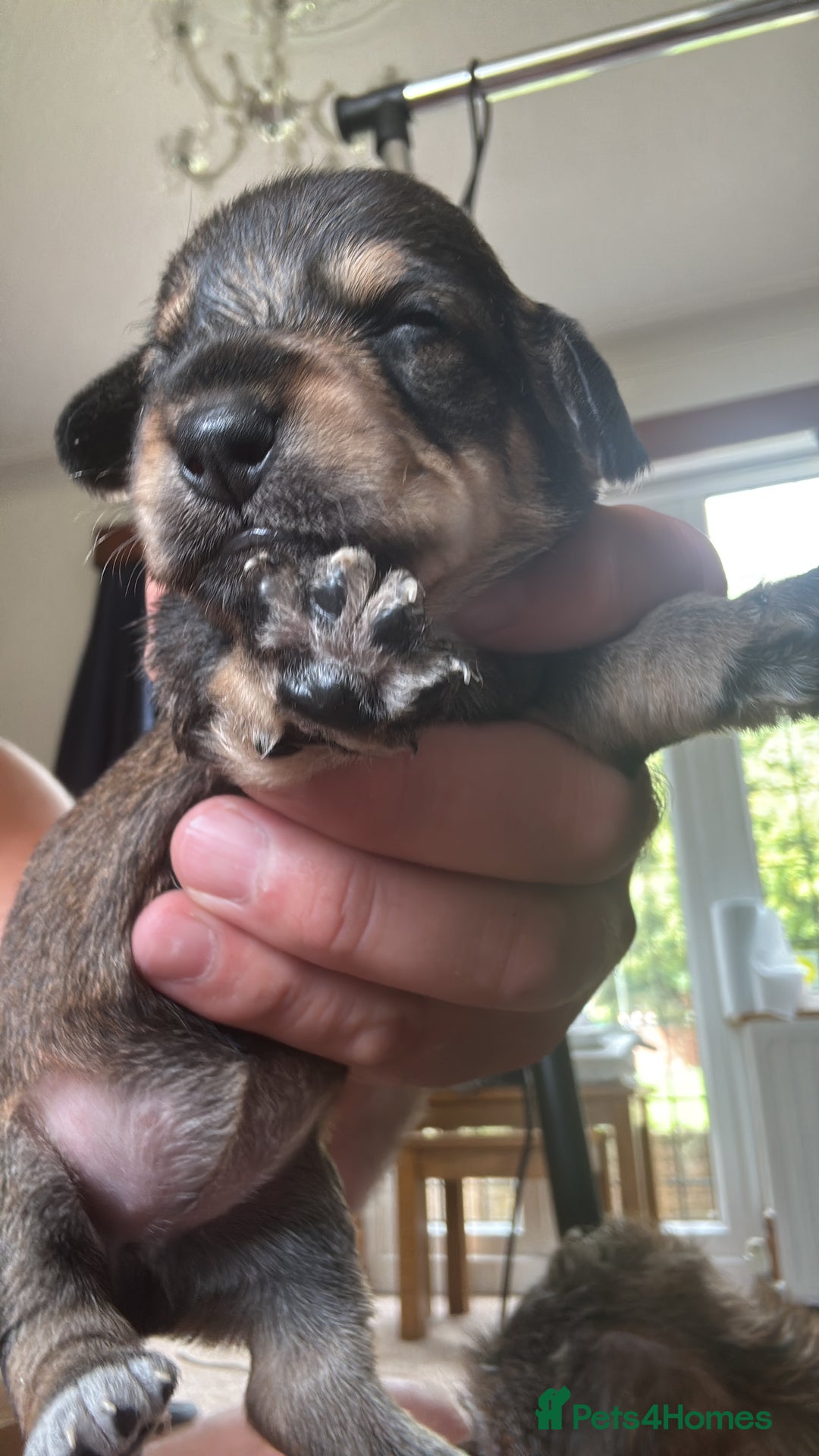 Dachshund dogs for sale: 🐾 Beautiful Dachshund Puppies - Image 10
