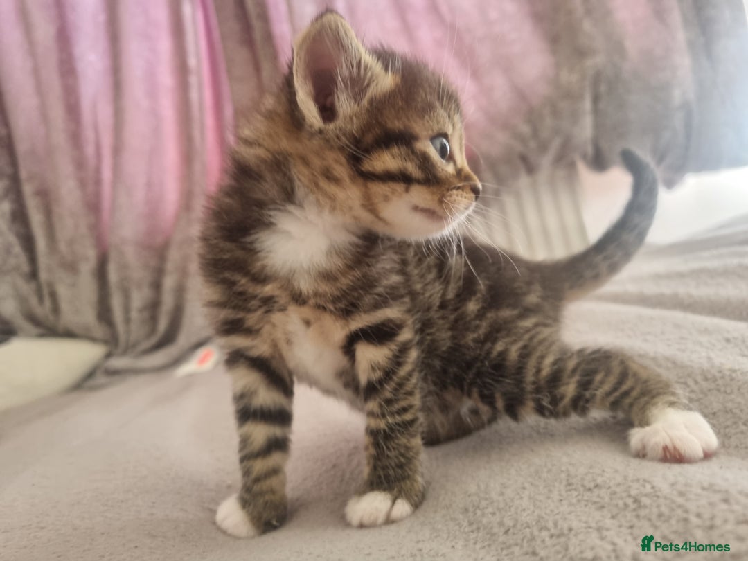 British Shorthair cats for sale: Kittens ready to go to new homes  - Image 3