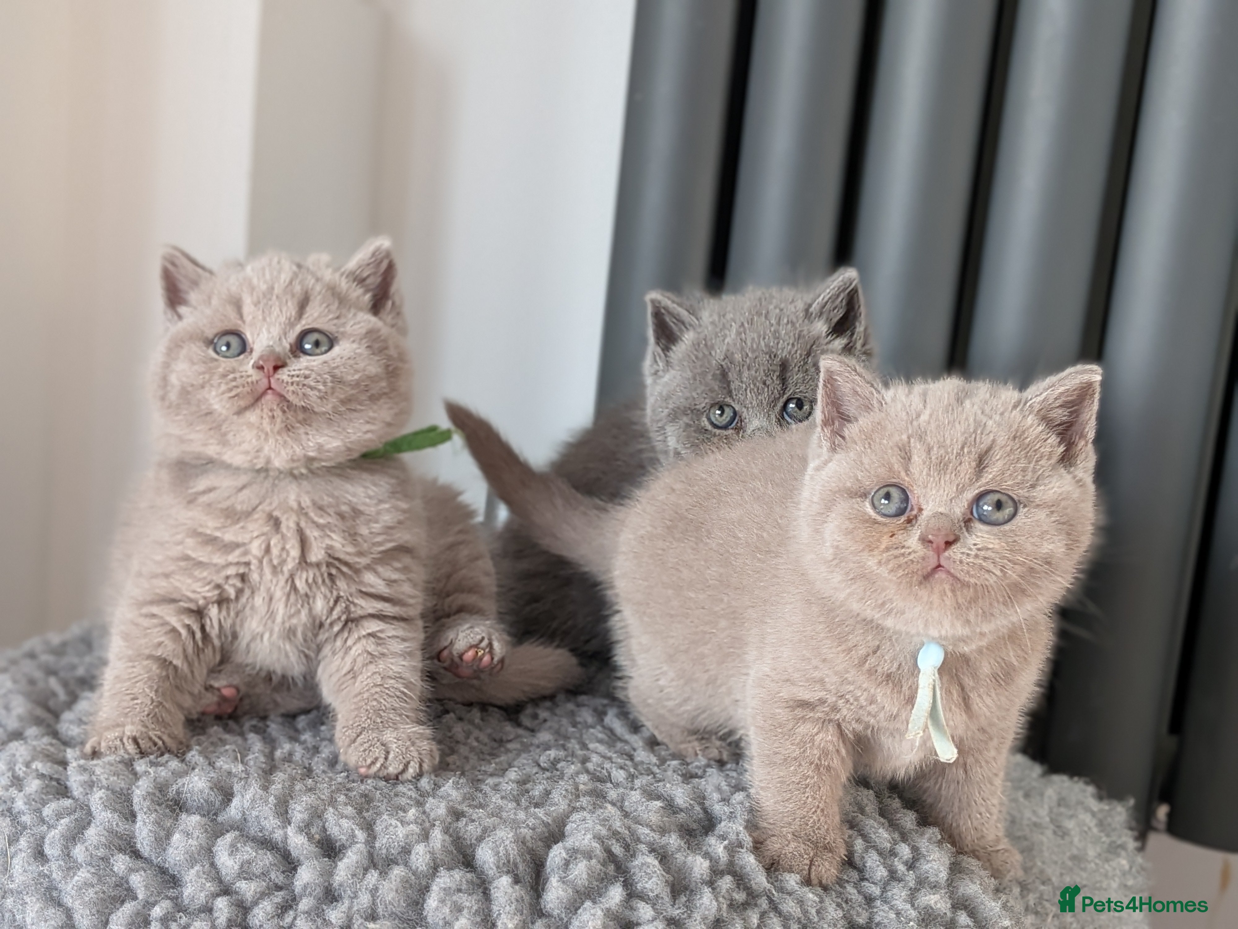 British Shorthair cats British Shorthair kittens  - Advert 11