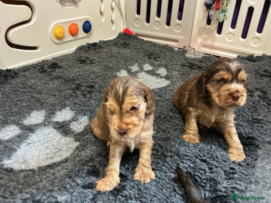 Cocker Spaniel dogs for sale: KC Reg Show Cocker Ext health tested - Image 10