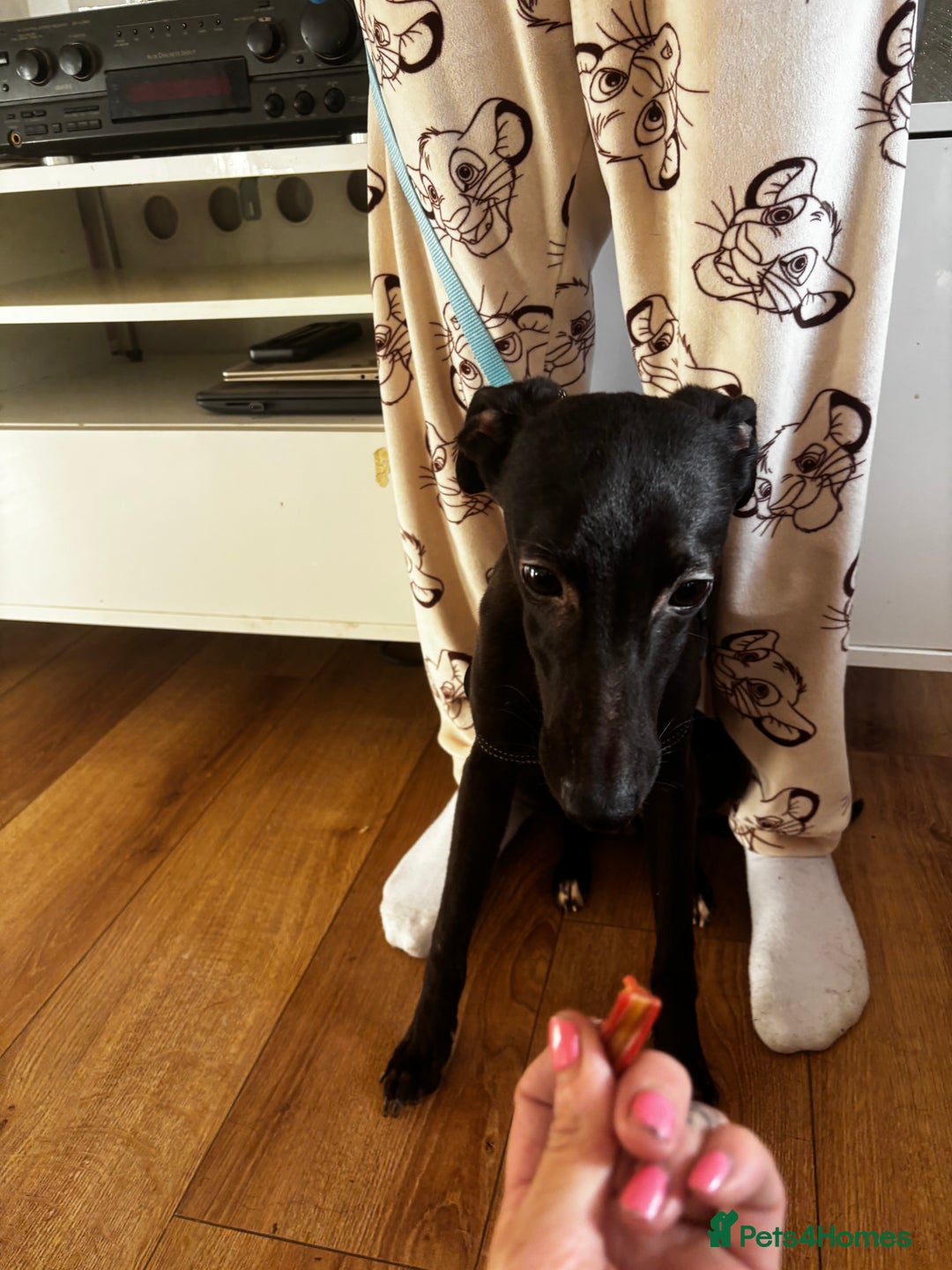 Mixed Breed dogs for sale: Mini whippet male for sale  - Advert 4