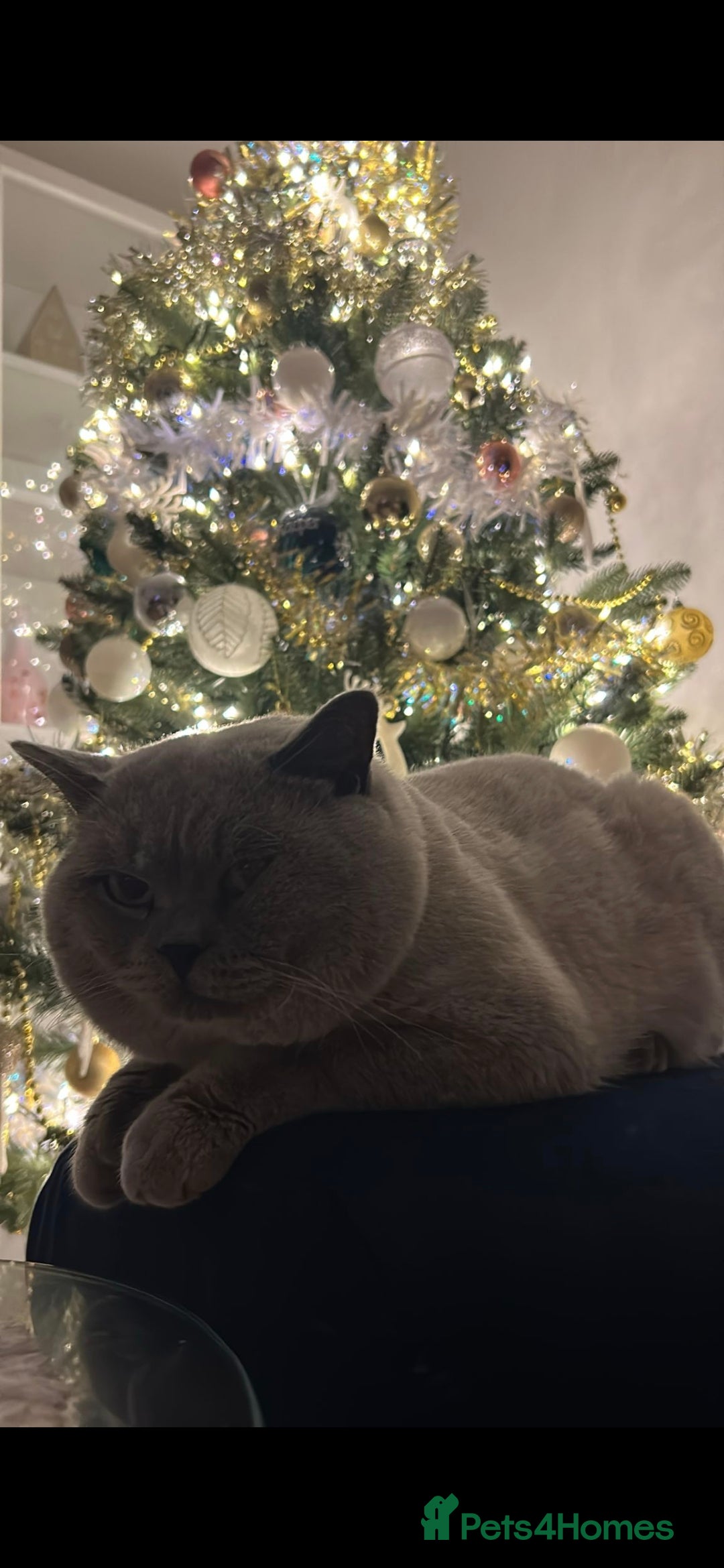 British Shorthair cats for sale: British Shorthair colourpoint - Advert 3