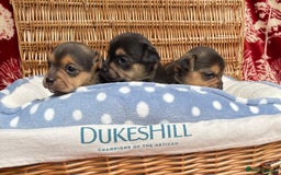 Jack Russell dogs for sale: Rare coloured mini Jack Russells - Image 15