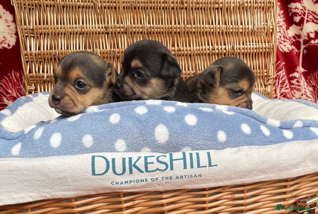 Jack Russell dogs for sale: Rare coloured mini Jack Russells - Image 15