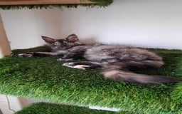 Maine Coon cats for sale: Pedigree Maine Coon kittens  - Image 23